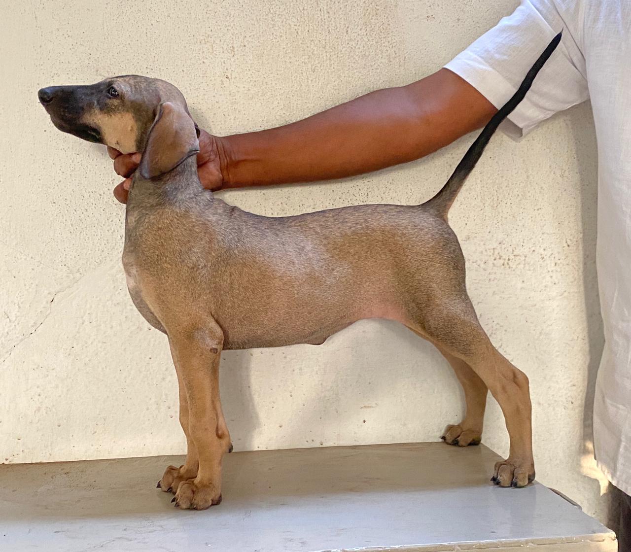 A Picture Of Chippiparai Dog