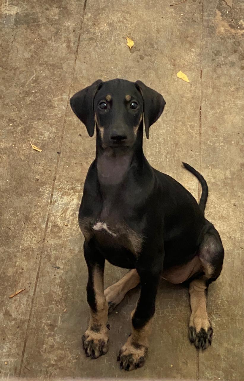 A Picture of Kanni Dog