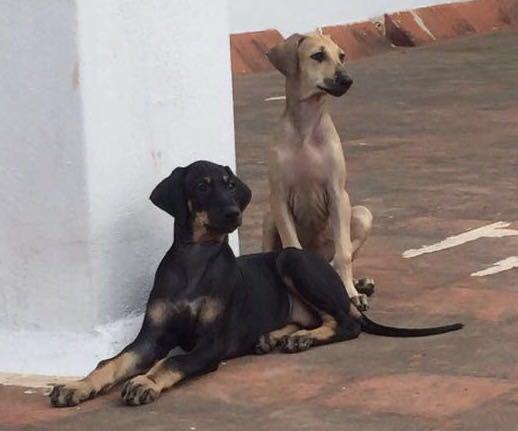 A Picture of Kanni Dog