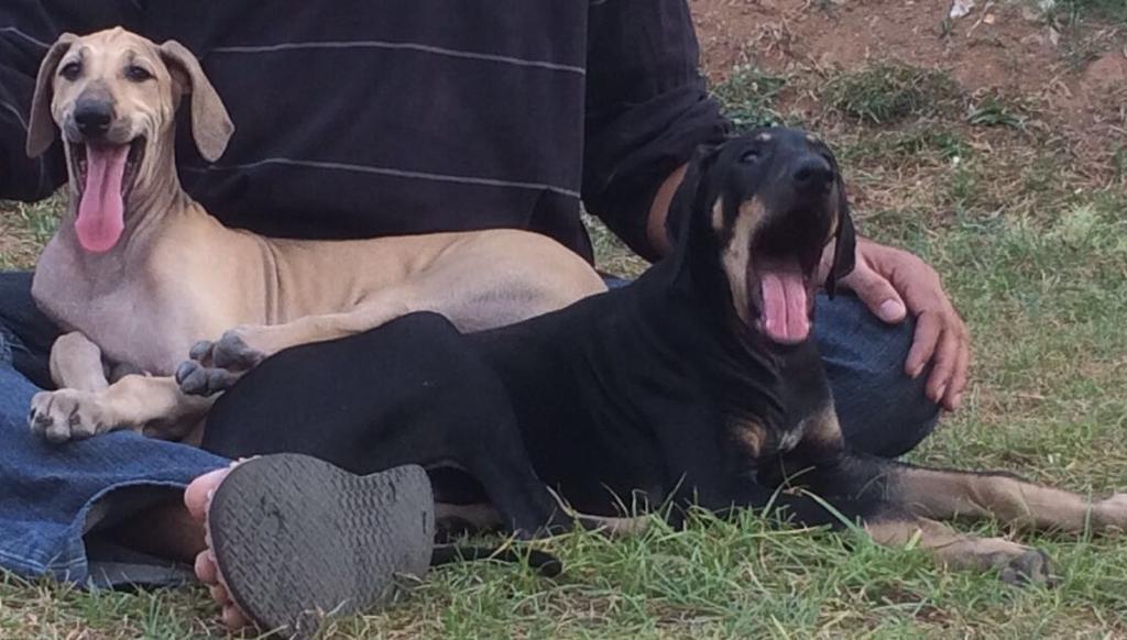 A Picture of Kanni Dog