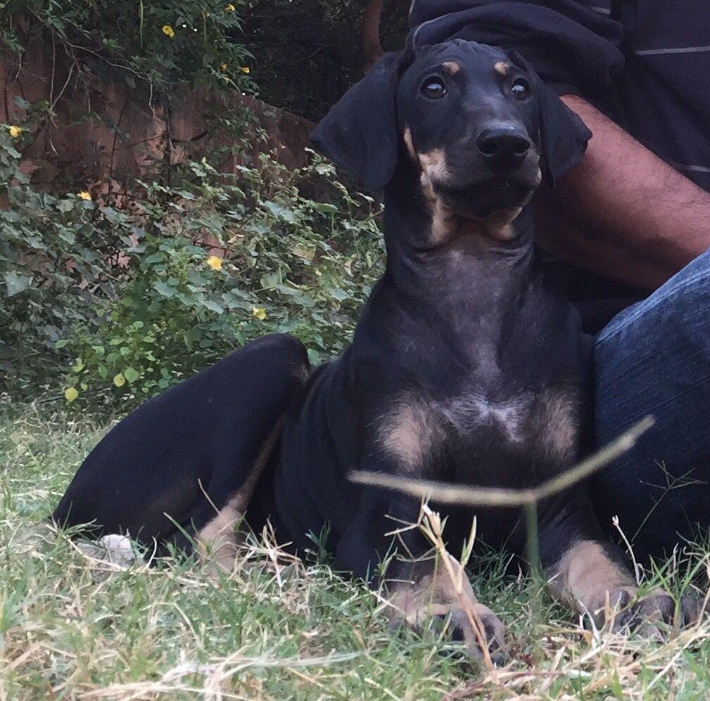 A Picture of Kanni Dog