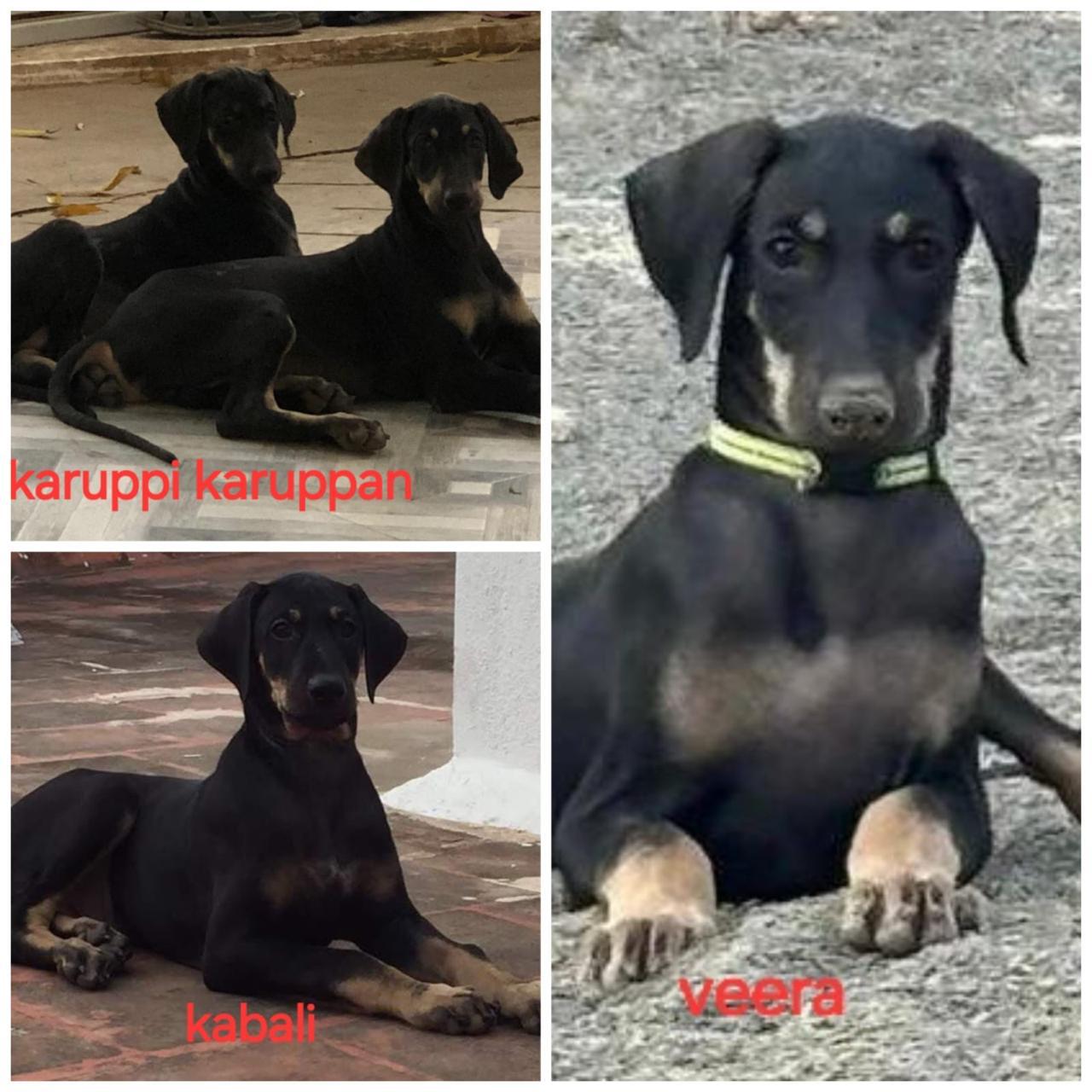 A Picture of Kanni Dog