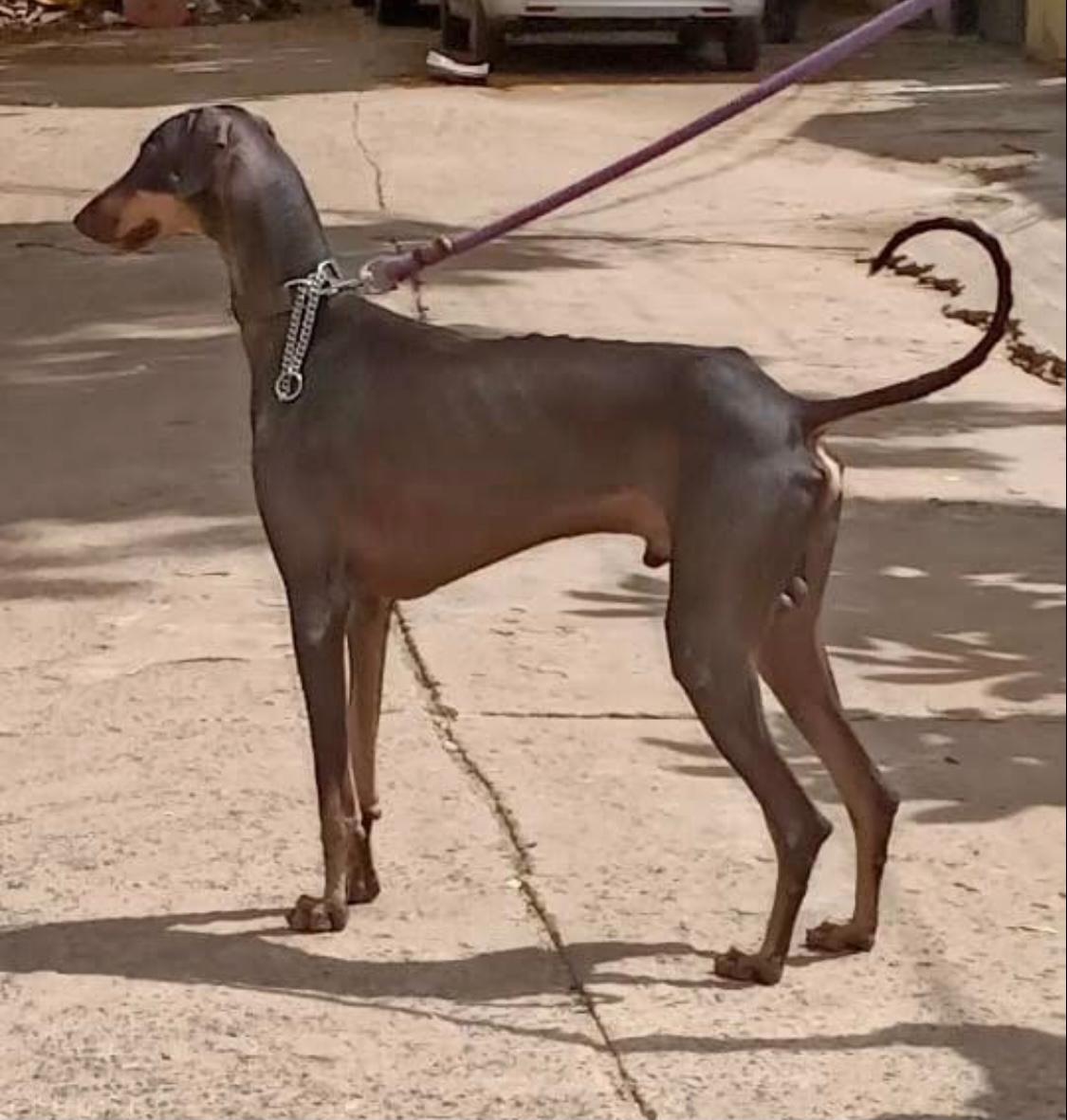 A Picture of Kanni Dog