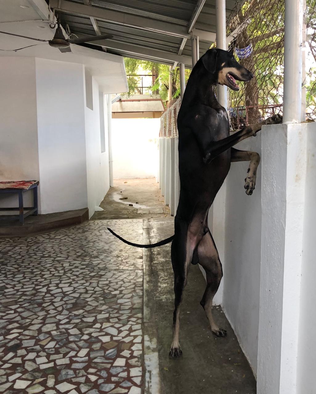 A Picture of Kanni Dogs