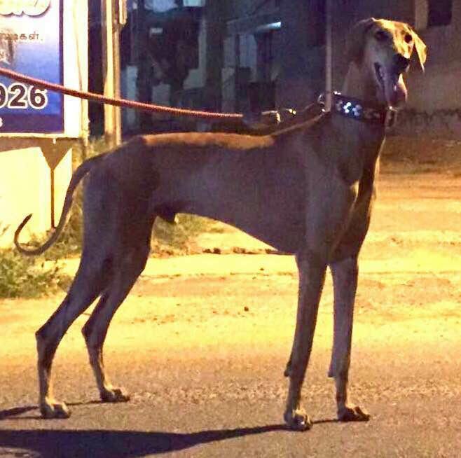 A Picture Of Chippiparai Dog