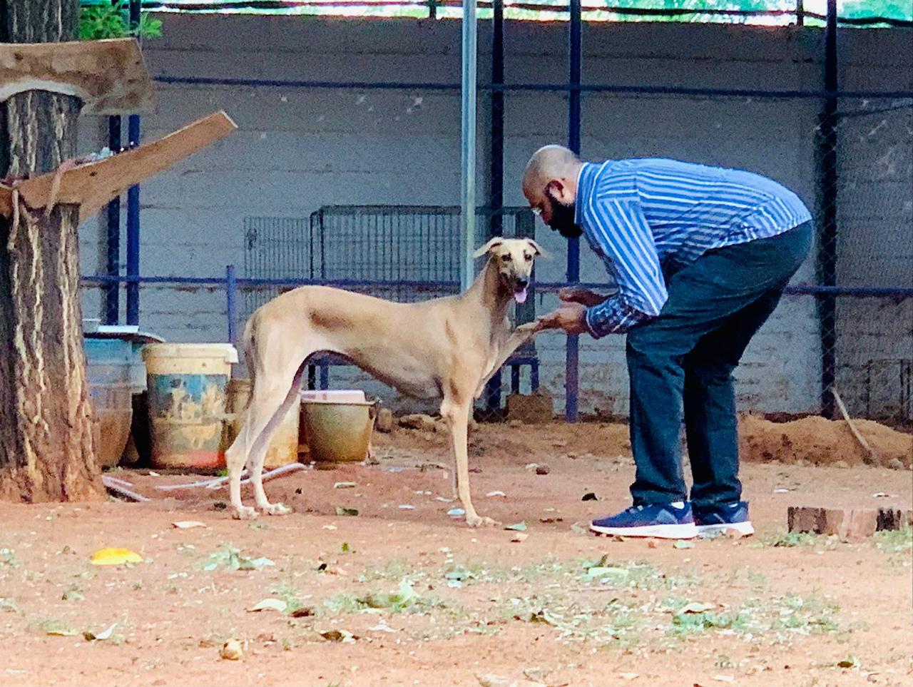 A Picture Of Chippiparai Dog