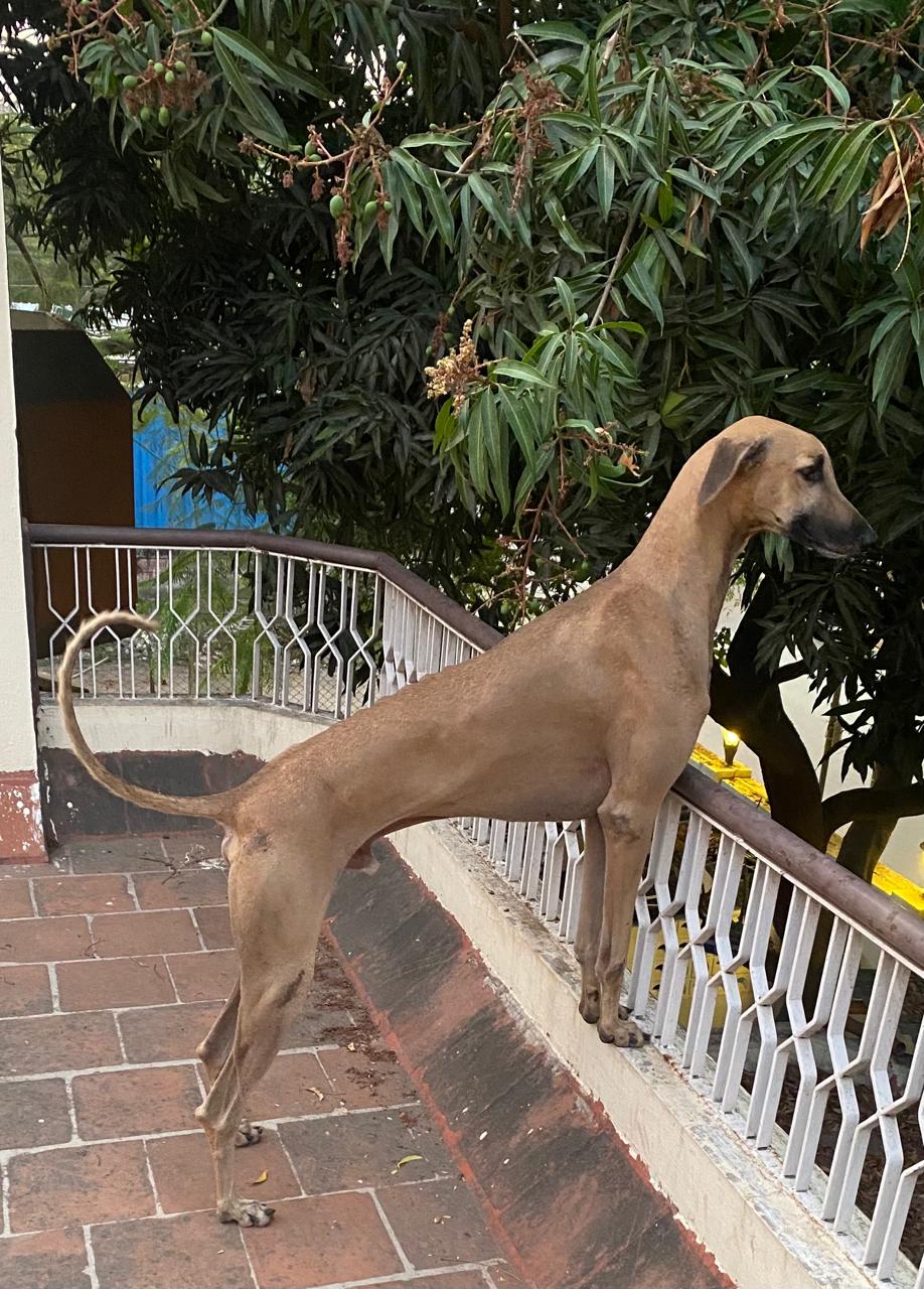 A Picture Of Chippiparai Dog