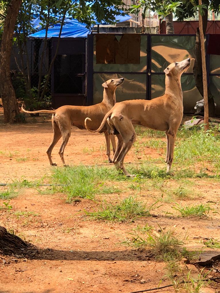 A Picture Of Chippiparai Dog
