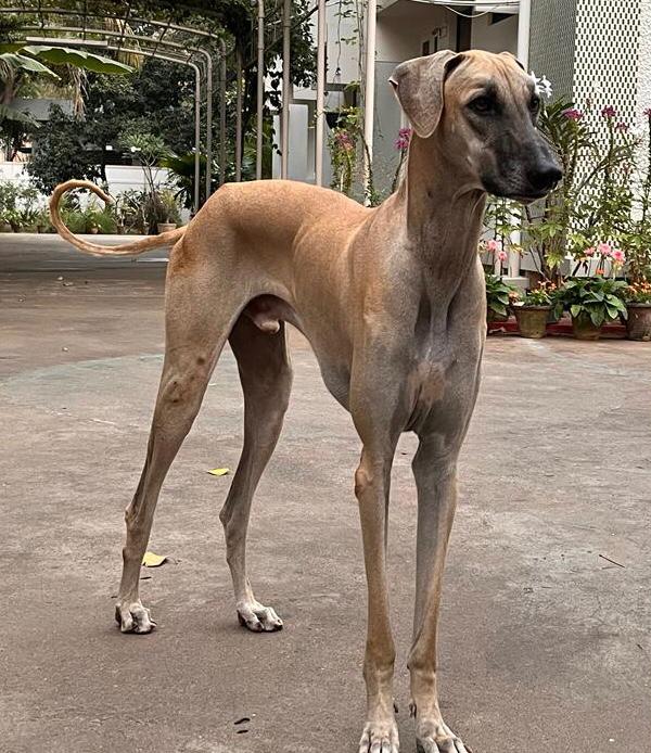 A Picture Of Chippiparai Dog