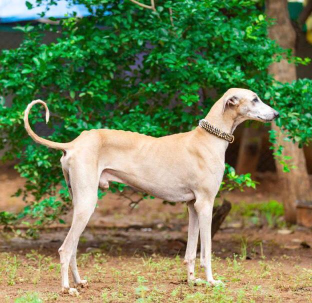A Picture Of Chippiparai Dog