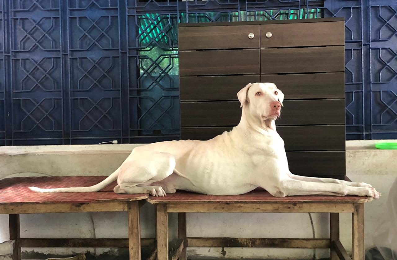 A picture of Rajapalayam Dog