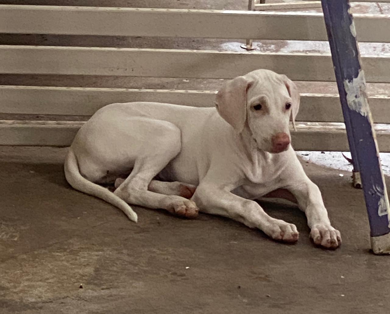 A picture of Rajapalayam Dog