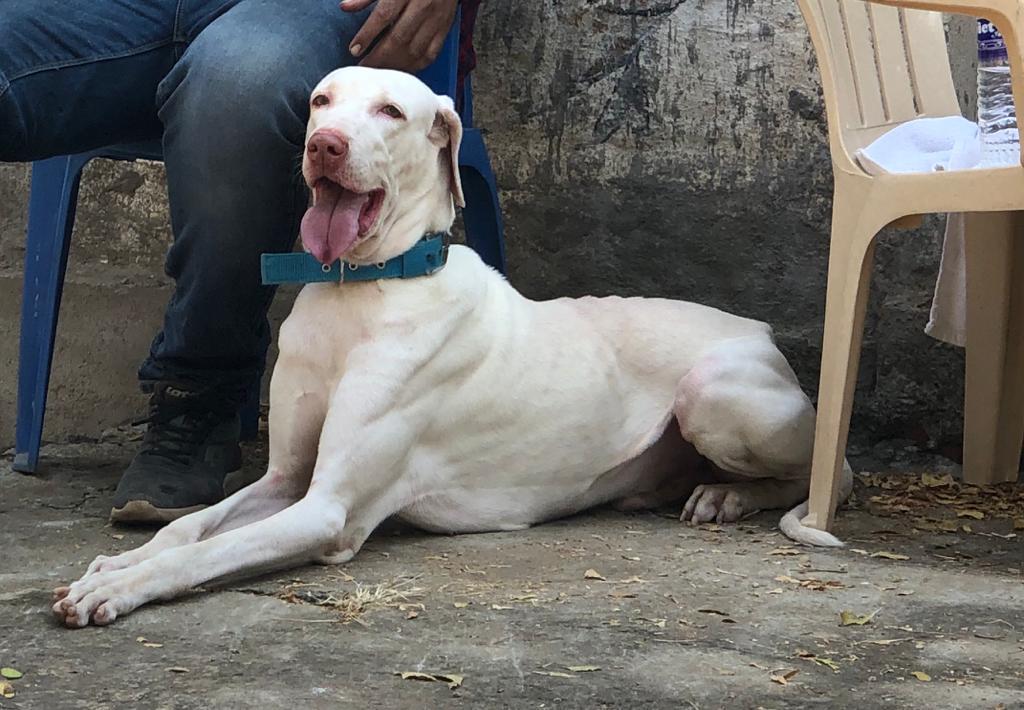 A picture of Rajapalayam Dog