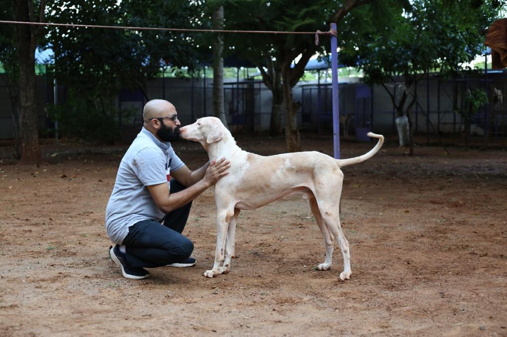 A picture of Rajapalayam Dog