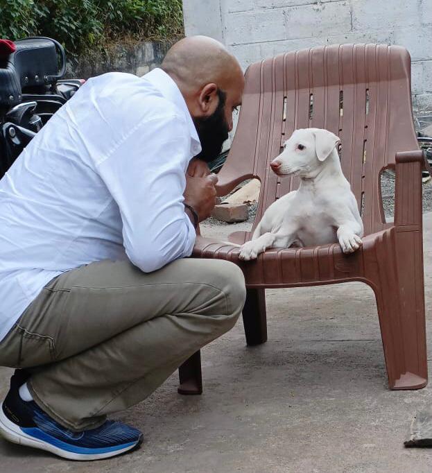 A picture of Rajapalayam Dog