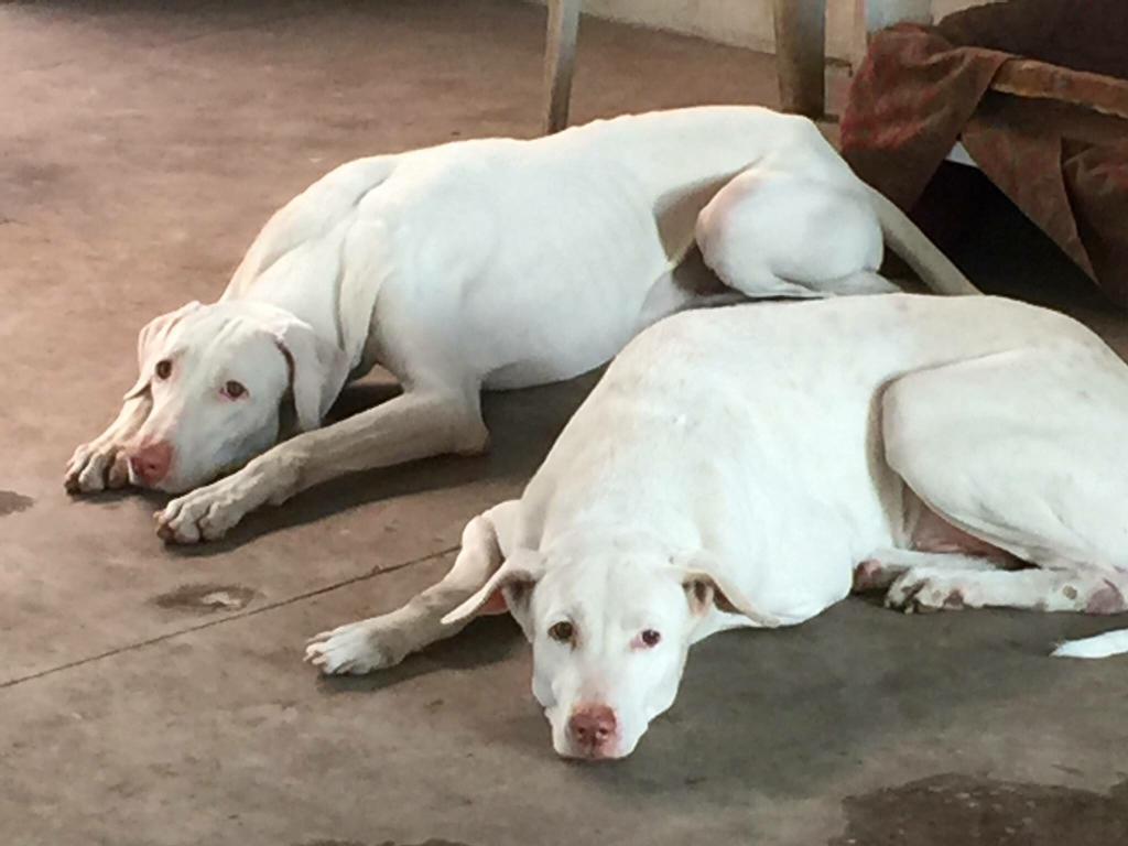 A picture of Rajapalayam Dog