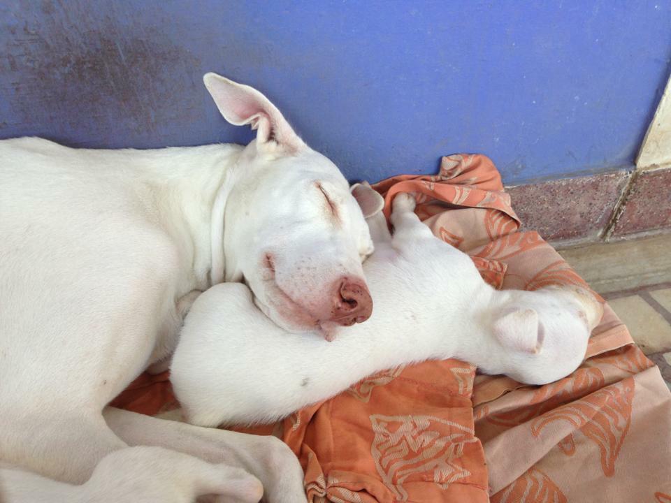 A picture of Rajapalayam Dog