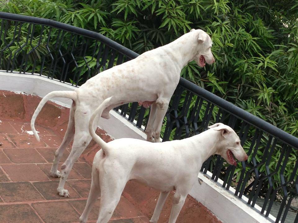 A picture of Rajapalayam Dog